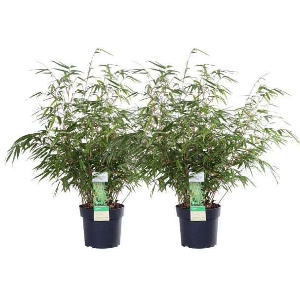 Niet-woekerende bamboe Fargesia rufa van 60 cm hoog in pot Ø19 cm, geschikt voor tuin of balkon