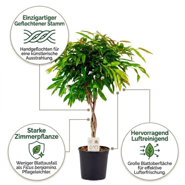 Ficus Amstel King auf geflochtenem Stamm vorteile