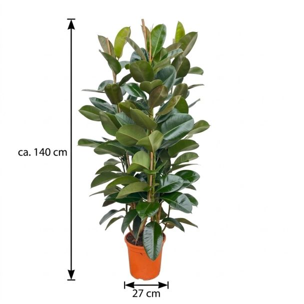 Gummibaum Robusta Strauch 140 cm