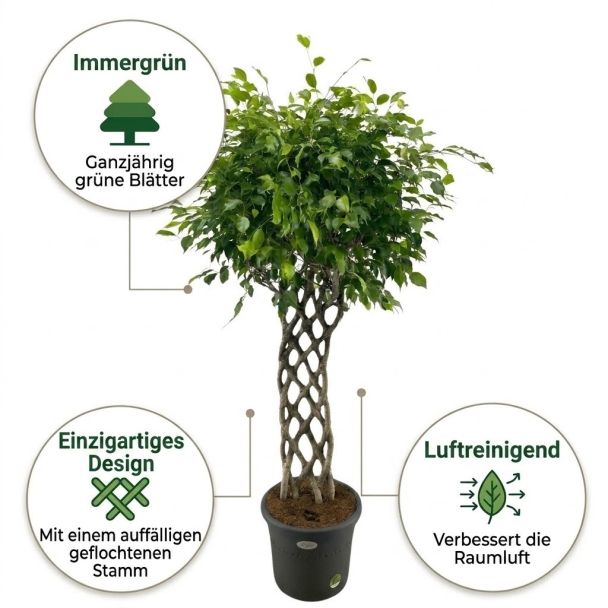 Geflochtener Benjamin-Feigenbaum vorteile