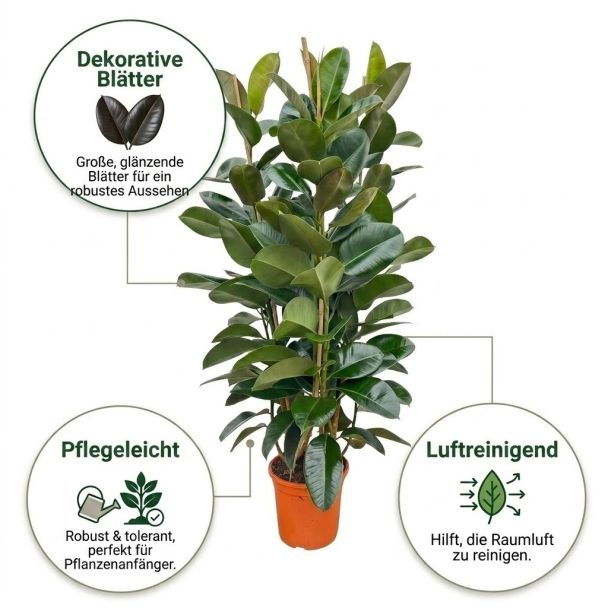Gummibaum Robusta Strauch vorteile