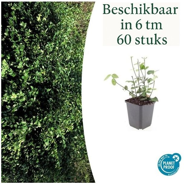 6 bis 60 Stück Kardinalmütze / Euonymus fortunei 'Coloratus' - ↕10-25cm - Ø9cm