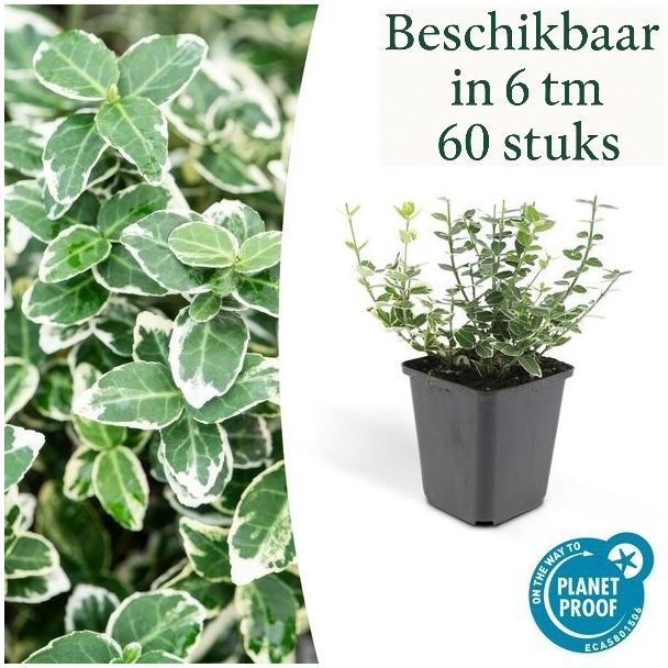 6 bis 60 Stück Euonymus fortunei 'Emerald Gaiety' – Japanischer Spindelstrauch – Immergrüner Zierstrauch – Ø9 cm Topf – ca. 10–15 cm hoch
