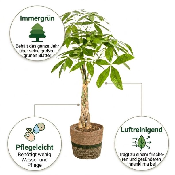 Geldbaum mit vorteile