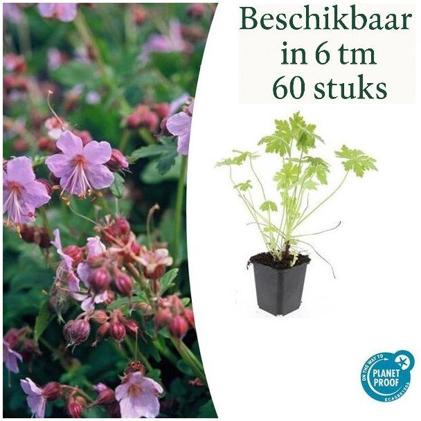 6 bis 60 Stück Storchschnabel / Geranium macrorrhizum, Lila, Blau, Rosa Blüten, Winterhart - ↕10-25cm - Ø9cm
