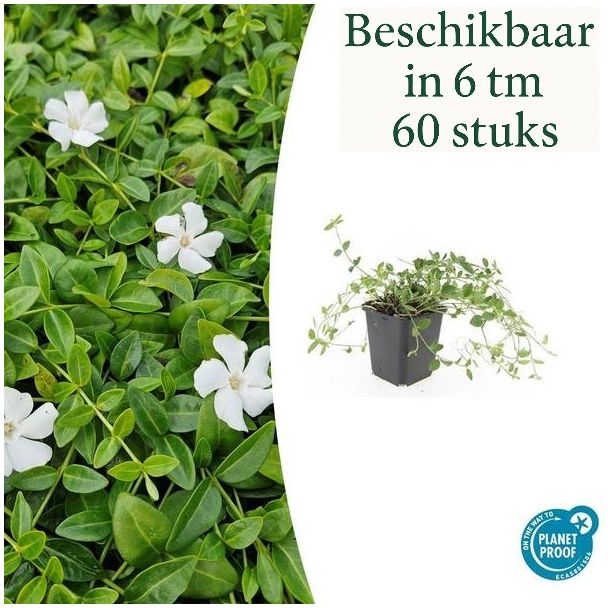 6 bis 60 Stück Immergrün / Vinca minor 'Gertrude Jekyll', Schöne weiße Blüten - ↕10-25cm - Ø9cm