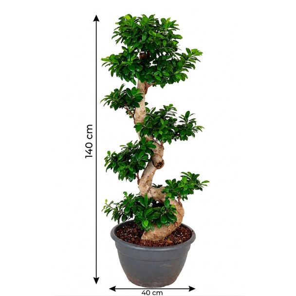 Ginseng S-Form abmessungen