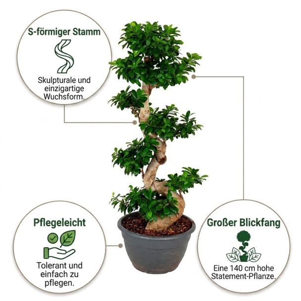 Ginseng S-Form vorteile
