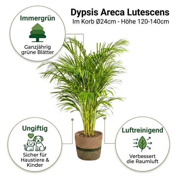 Areca Lutescens mit vorteile