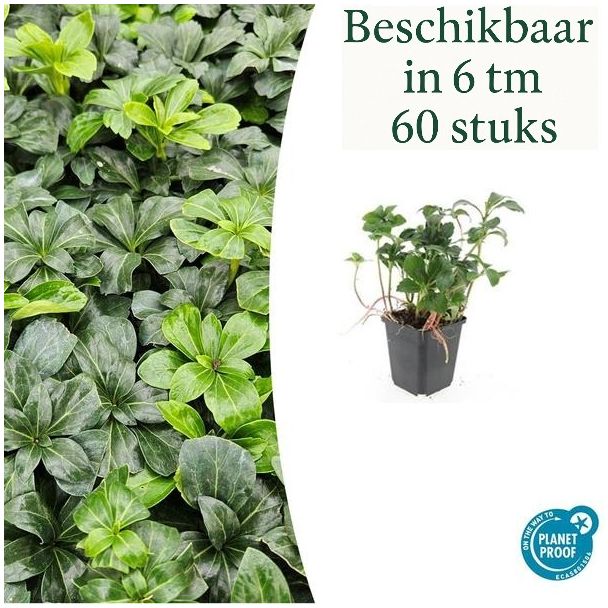 Pachysandra terminalis 'Green Sheen' / Schattenkraut / Dickmännchen - Randpflanzen / Bodendecker  ↕10-25cm