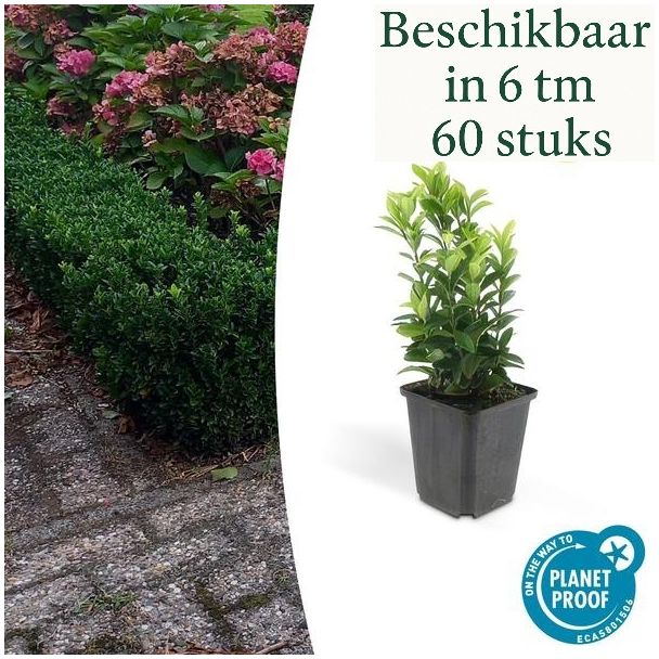 6 bis 60 Stück Japanische Kardinalshülsen 'Green Spire' – Euonymus – Heckenpflanze – Immergrün – Ø9cm – ↕15cm