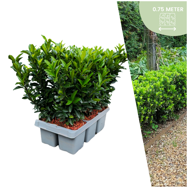 Euonymus Kardinalshüpf 'Green Spire' - Buchsbaum-Alternative | Set von 6, 12, 24, 48 oder 72 Pflanzen Ø 7 cm - ↨ 15 cm