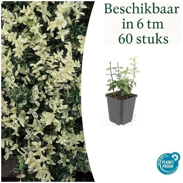 6 bis 60 Stück Kardinalmütze / Euonymus fortunei 'Harlequin', Blatt grün und creme bis weiße Töne, wintergrüne Bodendecker - ↕10-25cm - Ø9cm