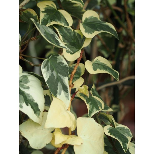 Detail van bont blad van Hedera algeriensis