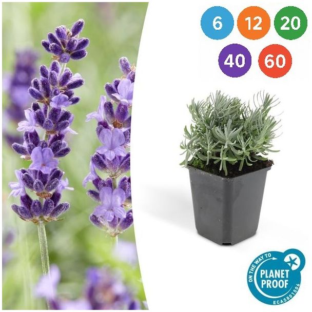 Lavendel Hidcote - Lavandula angustifolia ‘Hidcote’ ↕10-25cm - Ø9cm - 6 bis 60 Stück