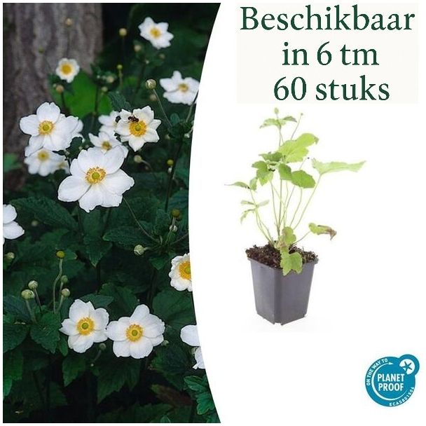 Sets von 6 bis 60 Stück Anemone hybrida 'Honorine Jobert' – Herbstanemone