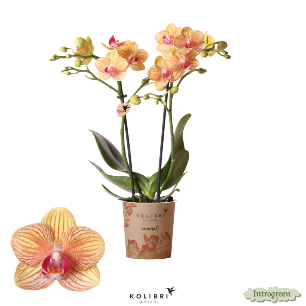 2 Stück Orange Schmetterlingspracht: Orchidee Jamaika, Ø9cm Topf, Schmetterlingsorchidee