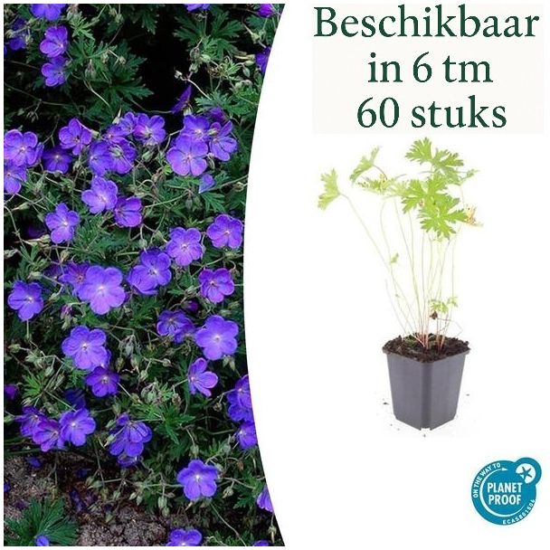 6 - 60 Stuks Geranium Ooievaarsbek Johnsons Blue, Prachtige Blauwe Bloemen, Winterhard - ↕10-25cm - Ø9cm