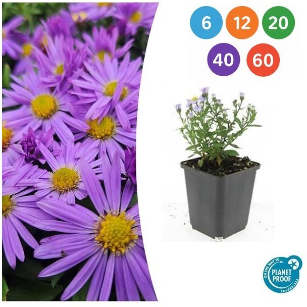 Aster Prof. Anton Kippenberg – Bodendeckender Herbstaster – 6 bis 60 Stück