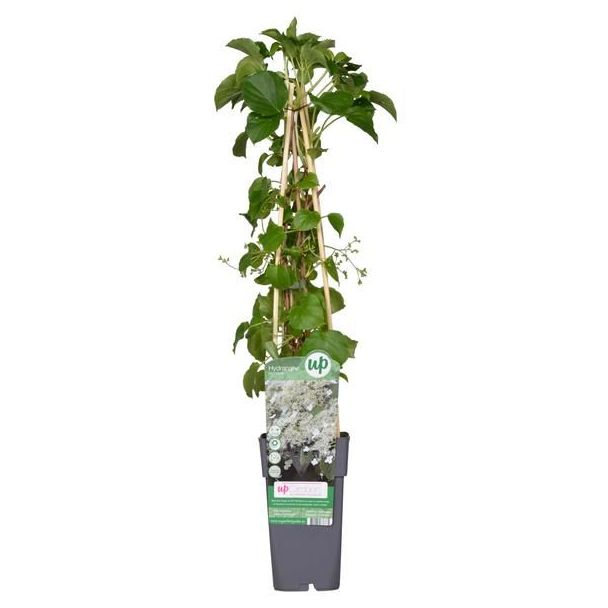 Selbstklebende Kletterhortensie mit weißen Blüten 1, 3 oder 4 Stück