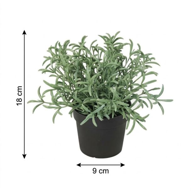Kunst Helichrysum italicum afmetingen
