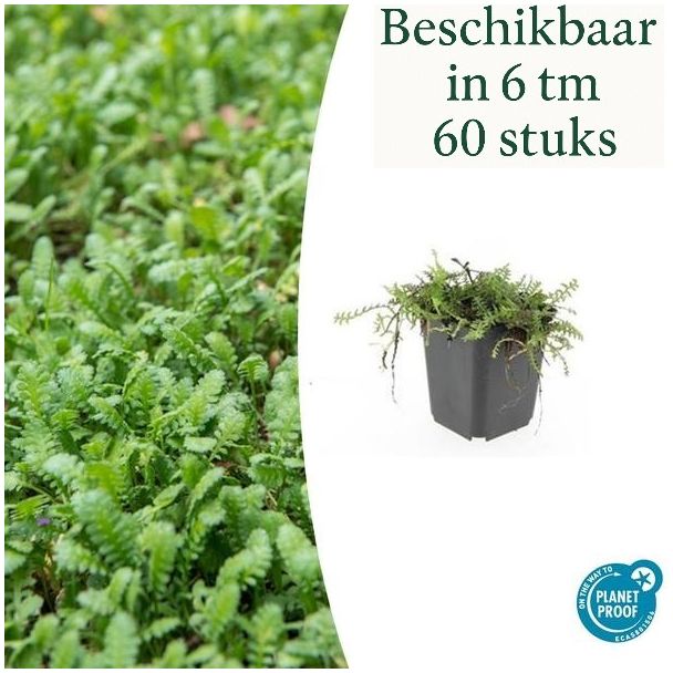 6 - 60 Stück Kupferknopf oder Leptinella squalida - Immergrüne und niedrig wachsende Gartenpflanzen