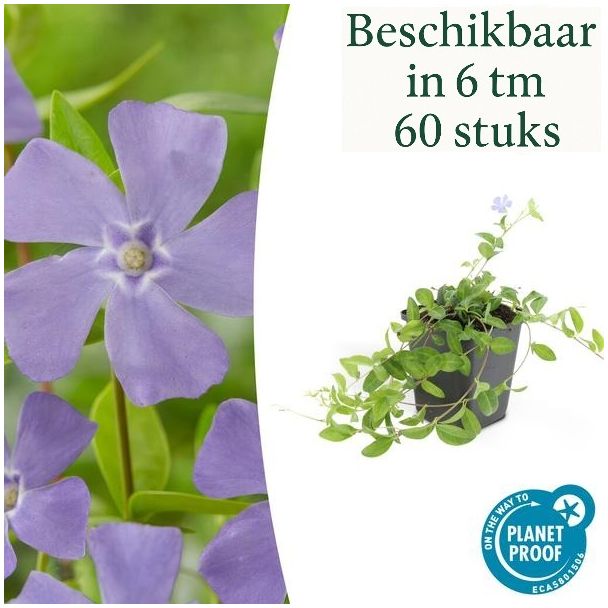 6 bis 60 Stück Kleines Immergrün / Vinca minor 'La Grave', Schattenpflanze, Blütenfarbe Hellblau-Lila - ↕10-25cm - Ø9cm