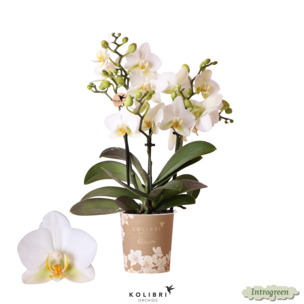 Schmetterlingsorchidee Lausanne, Farbe Weiß, blühende Zimmerpflanze, Phalaenopsis-Orchideen, Topfgröße 12 cm