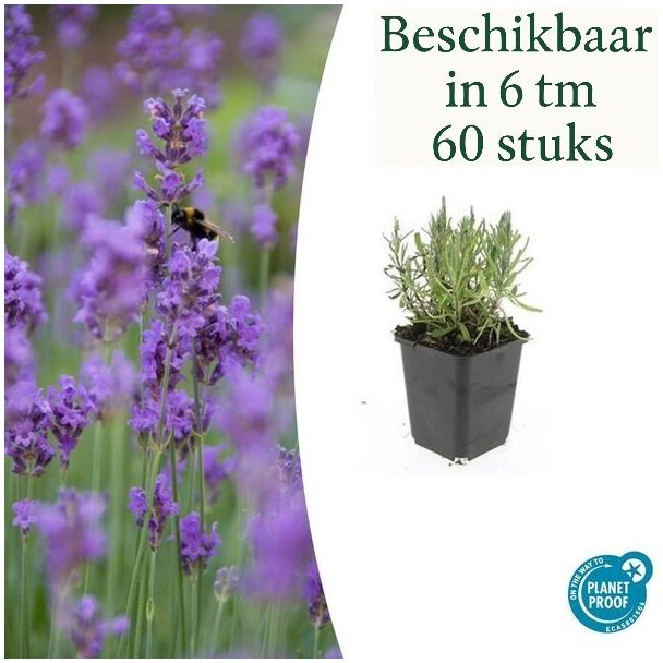 6 bis 60 Stück Lavendel Gartenpflanzen - Lavandula angustifolia 'Munstead' - ↕10-25cm - Ø9cm
