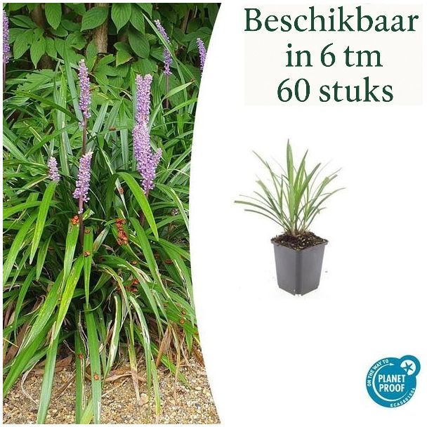6 bis 60 Stück Wintergrünes Ziergras Liriope muscari 'Ingwersen'