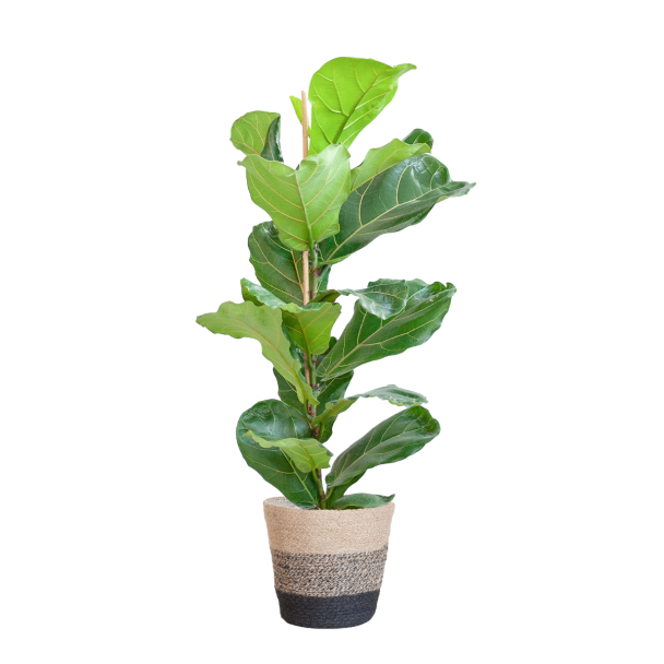 ficus lyrata vioolbladplant 80cm viber sfeer mand gestreept zwart