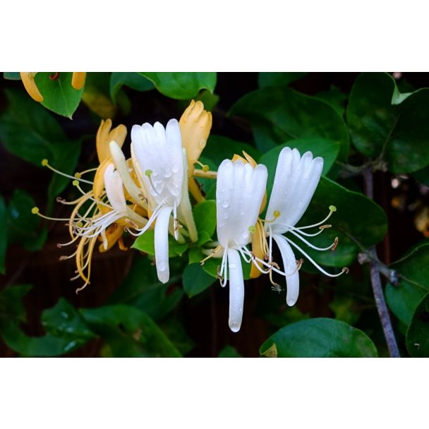 Close-up van geurige wit-roomgele bloemen van de kamperfoelie