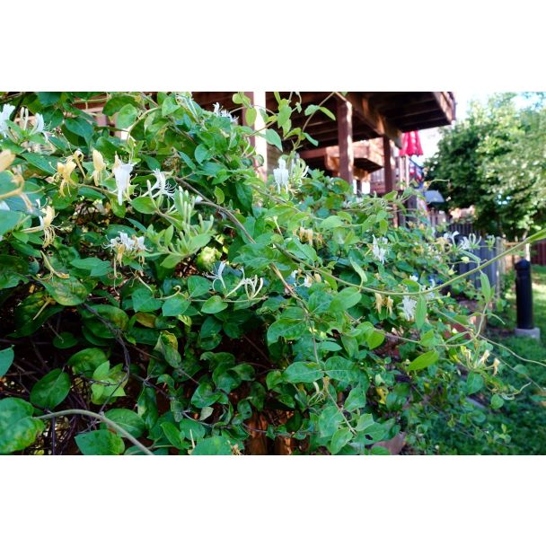 Lonicera Halliana klimmend tegen een houten schutting