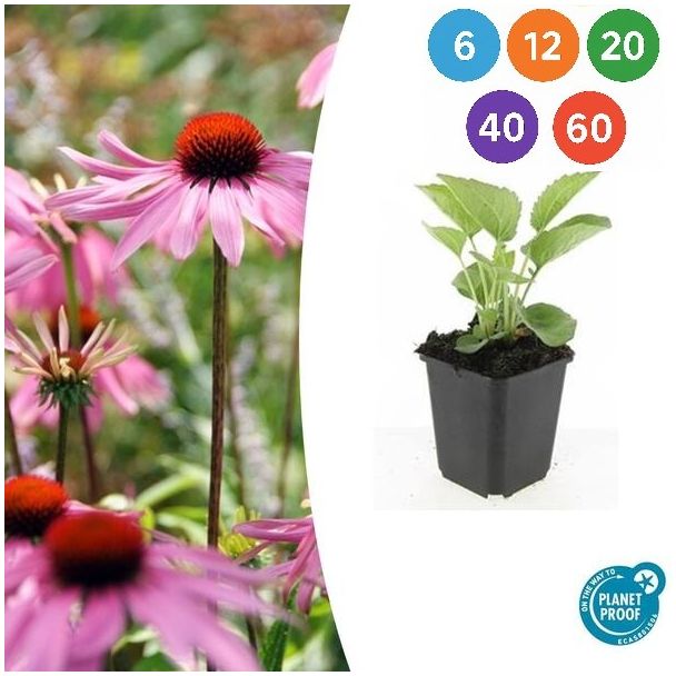 Echinacea purpurea 'Magnus' – Rote Sonnenhut mit leuchtend rosa Blüten – Ideal für Beete und Wildgärten - 6 bis 60 Stück