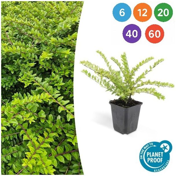Lonicera nitida 'Maigrün' – Immergrüne Heckenpflanze, robust und schnittfreundlich, 6 bis 60 Stück