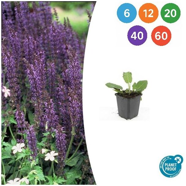 Salbei 'Mainacht' – Bossalie mit blau-violetter Blüte | 6–60 Pflanzen