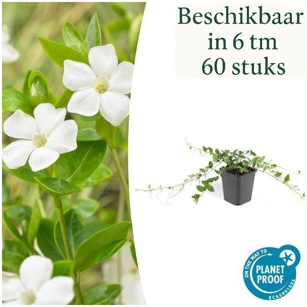 Große Maagdenpalm / Vinca Major 'Alba', Weiße Blüten, Immergrüner Bodendecker - ↕10-25cm - Ø9cm