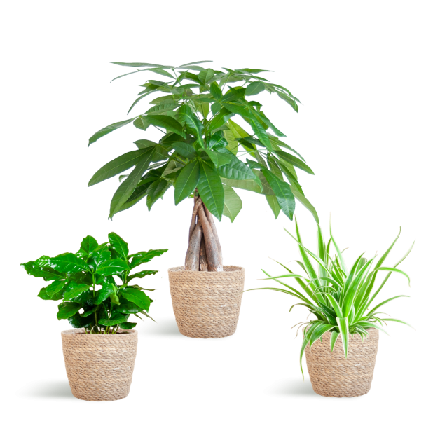 Diervriendelijke Plantenbox met 3 niet-giftige kamerplanten met Mand Sofia naturel