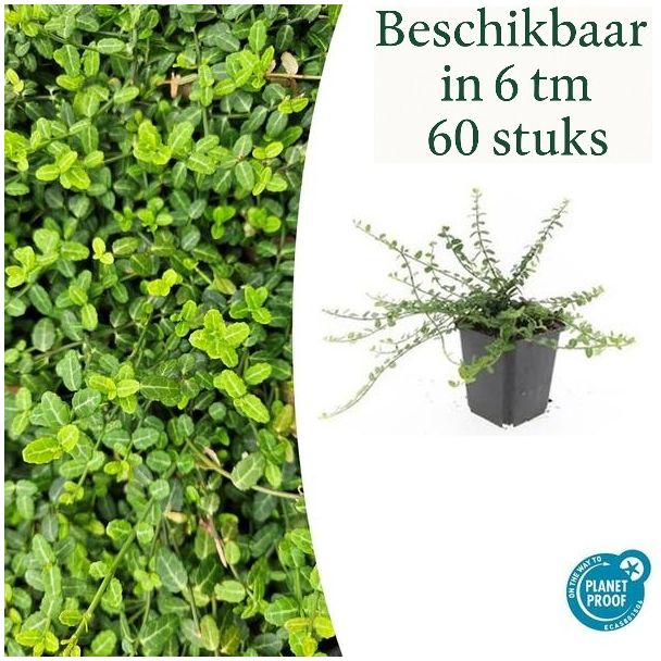 6 bis 60 Stück Kardinalmütze 'Minimus' / Euonymus fortunei, Starker immergrüner Bodendecker - ↕10-25cm - Ø9cm