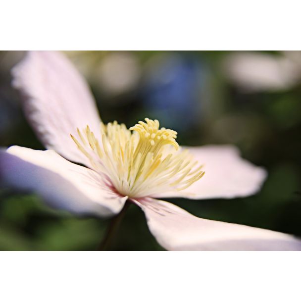 Clematis montana 'Grandiflora' in bloei (close-up bloem)