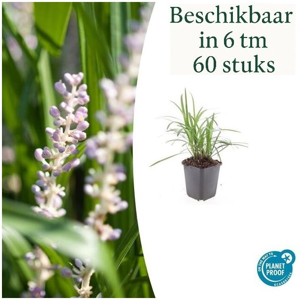6 bis 60 Stück Liriope muscari 'Monroe White' - Liliengras - blühendes Ziergras - ↕10-25cm