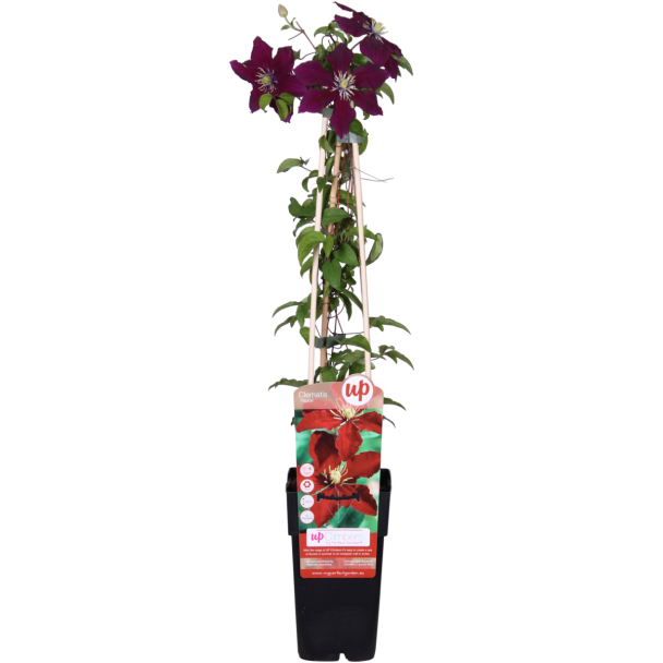 Clematis Niobe in bloei met grote rode bloemen
