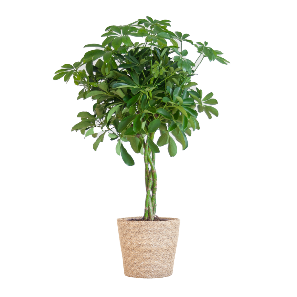 Schefflera Arboricola Nora 70 cm in Mand Sofia naturel