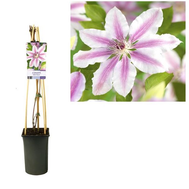 Eén exemplaar van Clematis 'Nelly Moser' in kweekpot Ø9 cm