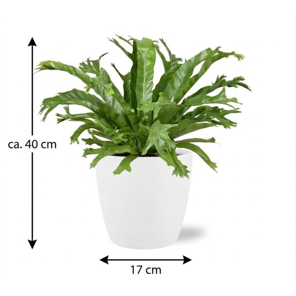 Nestfarn weißem Topf ca. 40 cm