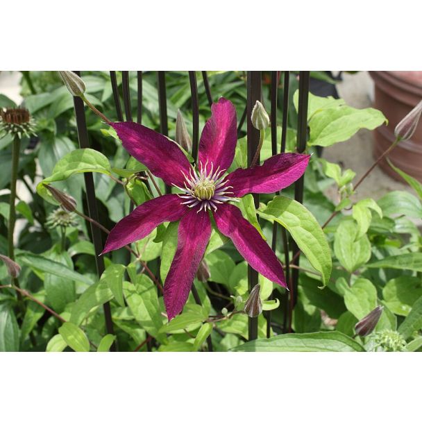 Close-up van een fluweelrode bloem van Clematis Niobe