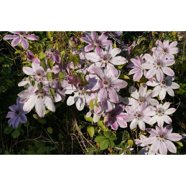 Clematis 'Nelly Moser' in bloei met witroze bloemen