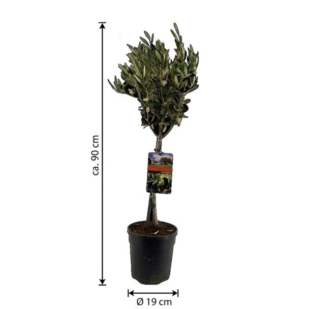 Olivenbaum auf Stamm 90 cm