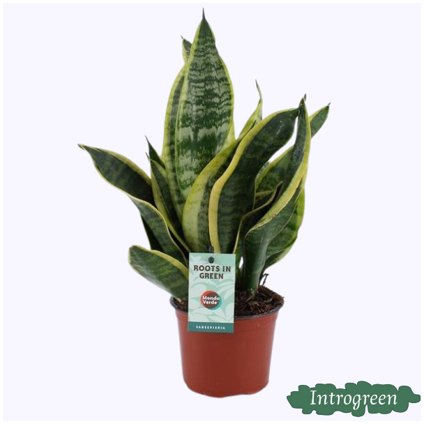 Schwiegermutterzunge, Dunkelblättrig mit Streifen, Sansevieria Futura Superba - Ø12cm - ↕35cm