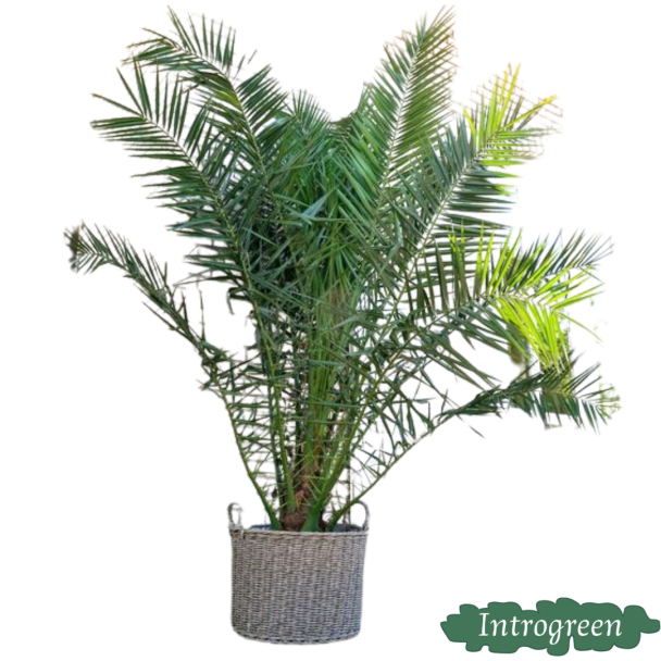 Kanaren-Dattelpalme, etwa 300 cm hoch, tropische Außenpflanze, ø35 cm